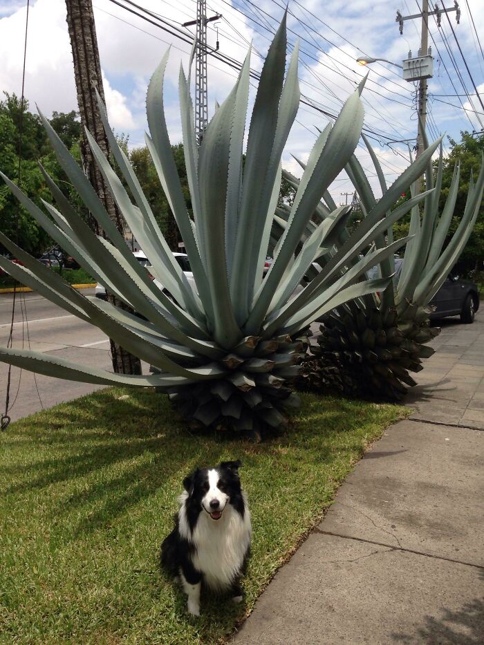Another Big Agave And My Doggo For Scale