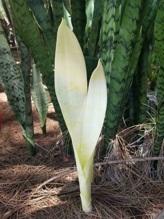 A Snake Plant With 0% Chlorophyll