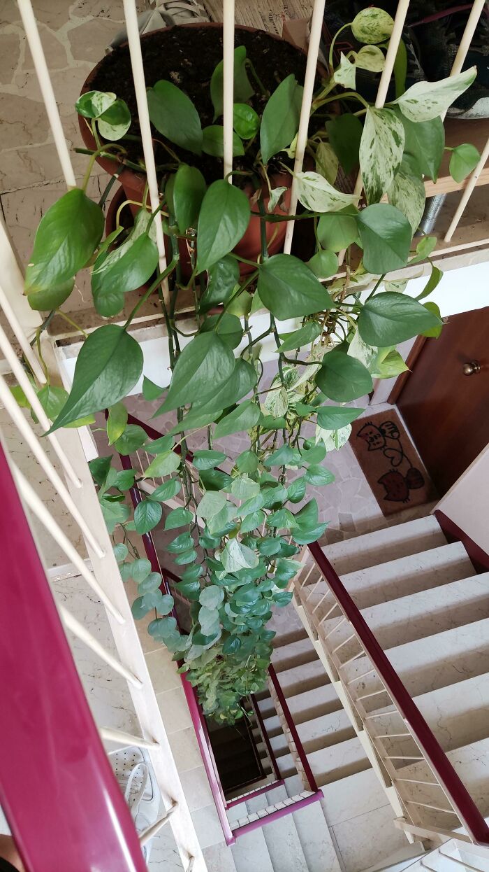 This Extremely Long Plant In My Flat. It's 4 Floors Long