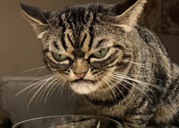 This Grumpy Cat Looks Like She Is Permanently Angry (11 Pics)