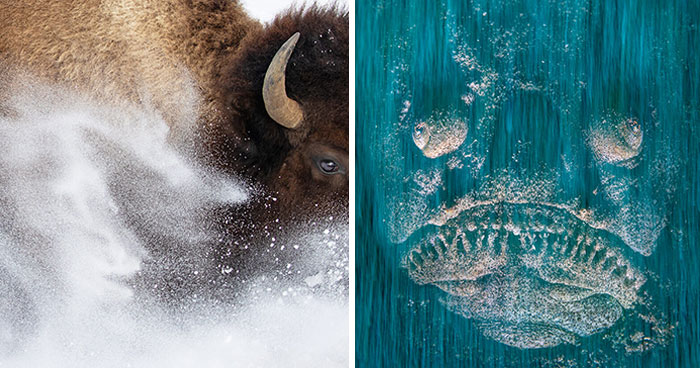 Highly Commended Photos: First Look At Wildlife Photographer Of The Year 2023 (16 Pics)