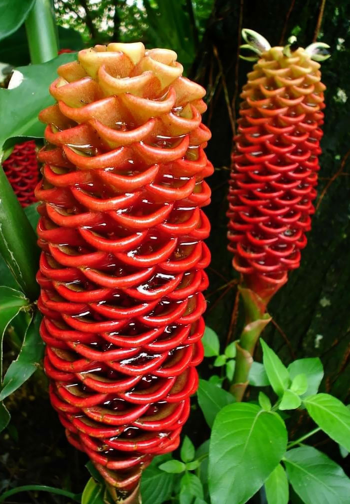 Zingiber Spectabile (Beehive Ginger) Is A Species Of True Ginger, Native To Maritime Southeast Asia