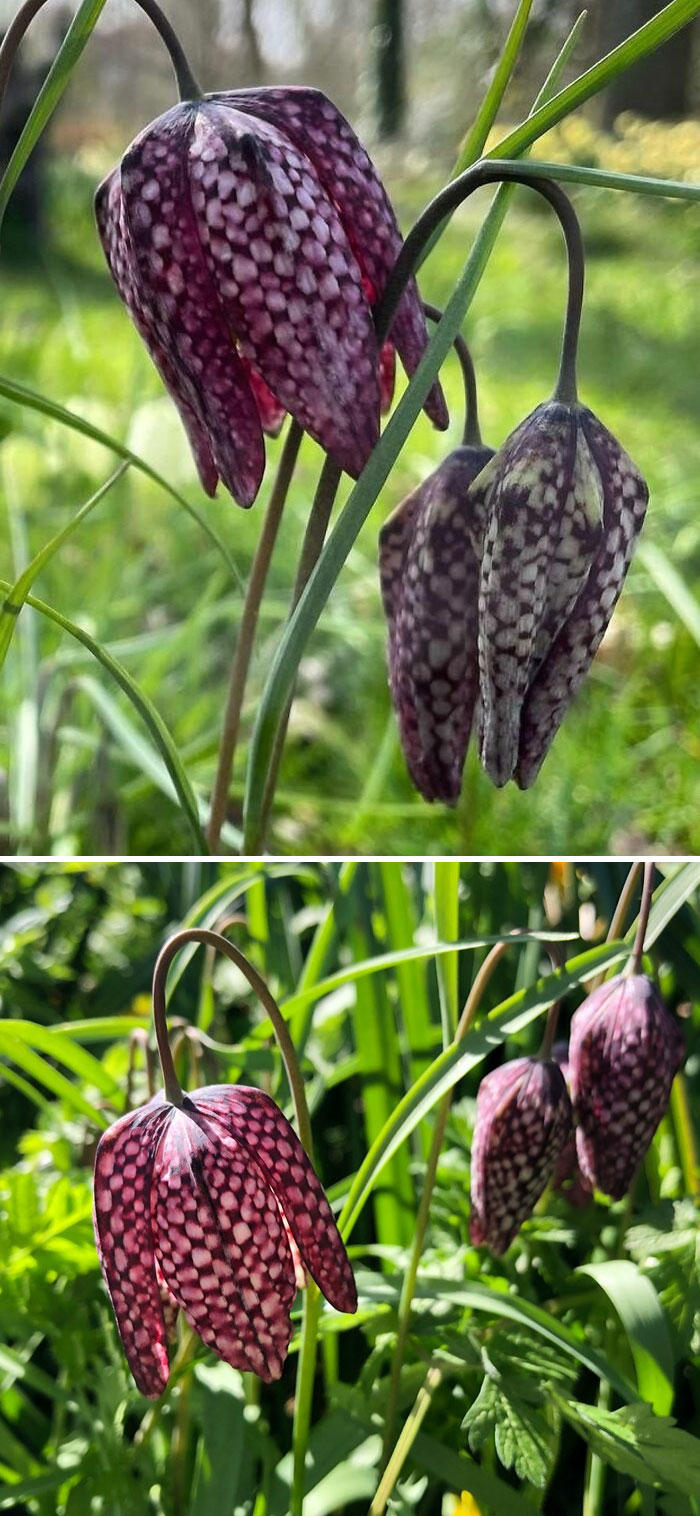 Flirty Fritillaries And Those Cheeky Checkered Petals. These Amazing Flowers Are Actually A Close Relation To Lilies That Are Growing Wild