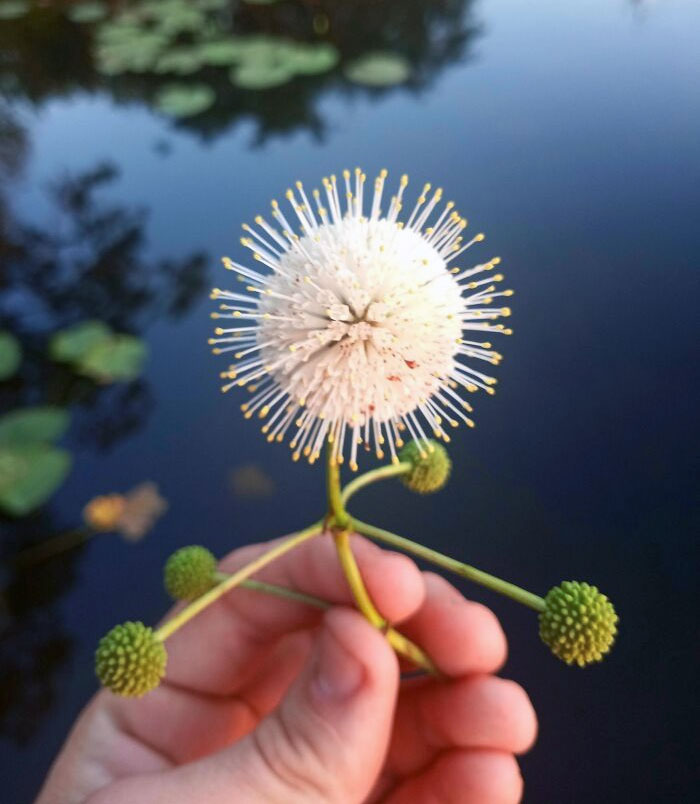 Down By The Lake, There're These Weird Flowers Made Up Of Hundreds Of Tinier Flowers