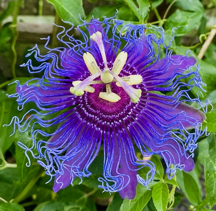 Super Cool Flower In Mom's Garden. Lost The Tag. Any Thoughts On What This Is?