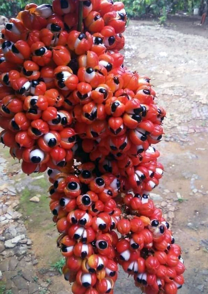 Apparently, A Species Of Guarana Plant Looks Like A Large Cluster Of Eyeballs