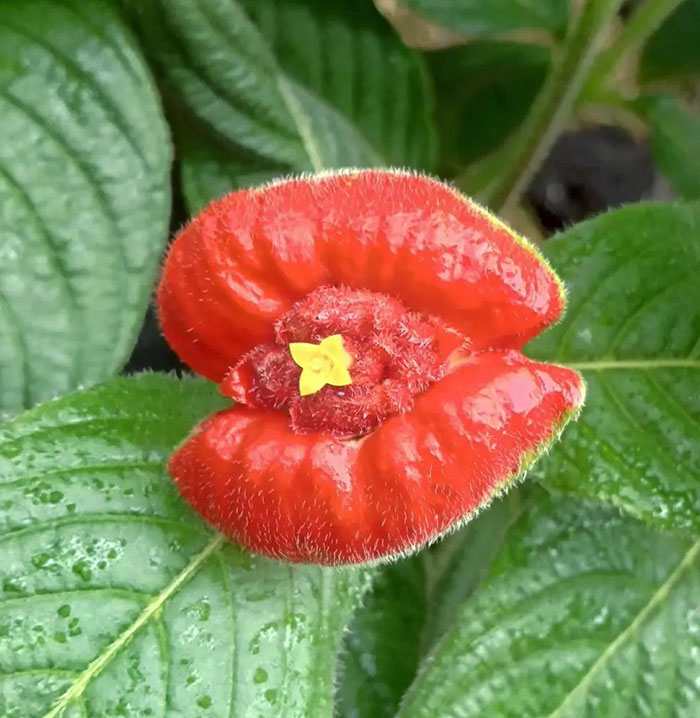 ⁡⁡Kyoto Botanical Garden. ⁡⁡⁡The Flower Of Psychotria Pepiguiana. ⁡This Flower Looks Like A Lip