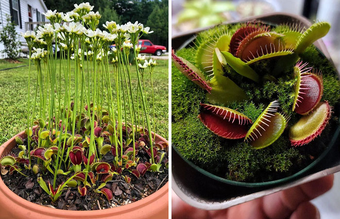 Venus Fly Traps Have To Put Their Flowers Really Far Away From Their Traps So They Don't Accidentally Kill Their Pollinators
