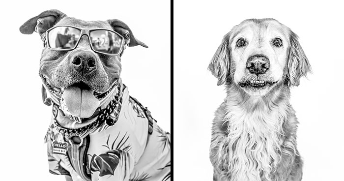 I Love To Photograph Dogs In Black And White, And Here Are My 18 Best Shots